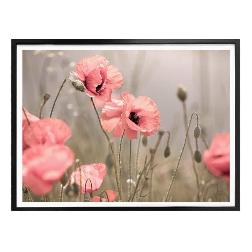 Poster Delgado - Papaveri romantici