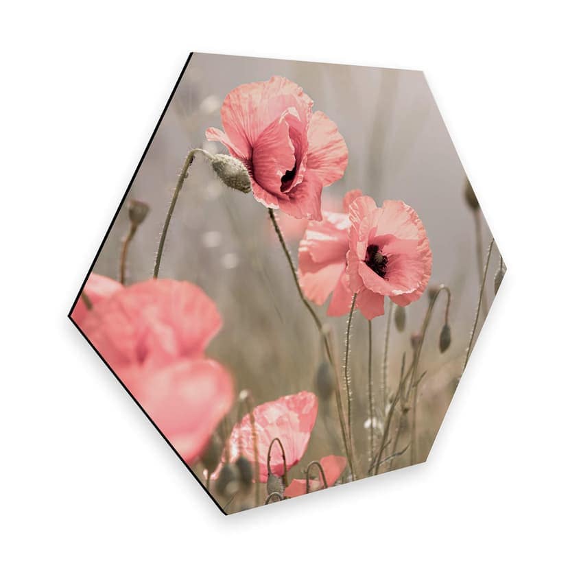 Esagoni Alu- dibond Delgado - Papaveri romantici
