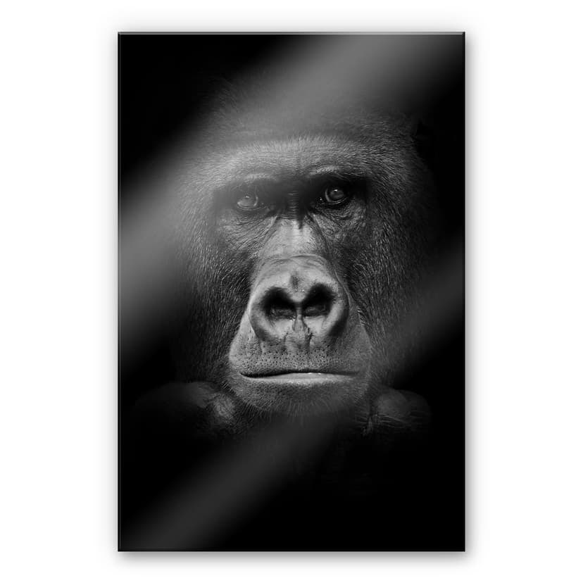 Stampa su vetro acrilico Gorilla è un magnifico animale che si distingue per la sua calma e la non a