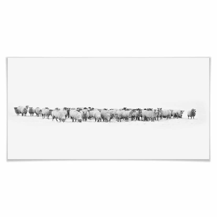 Poster - Gregge di pecore - panorama
