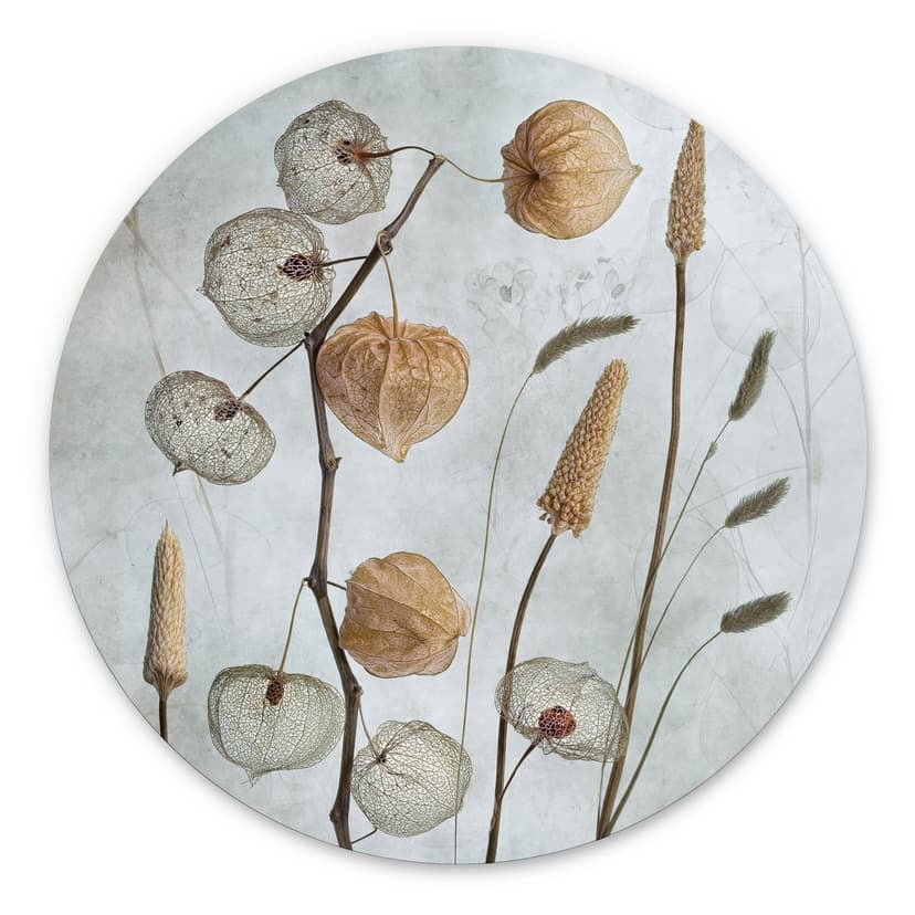 Decorazione murale in Dibond Fiori di lanterna essiccati - Disher