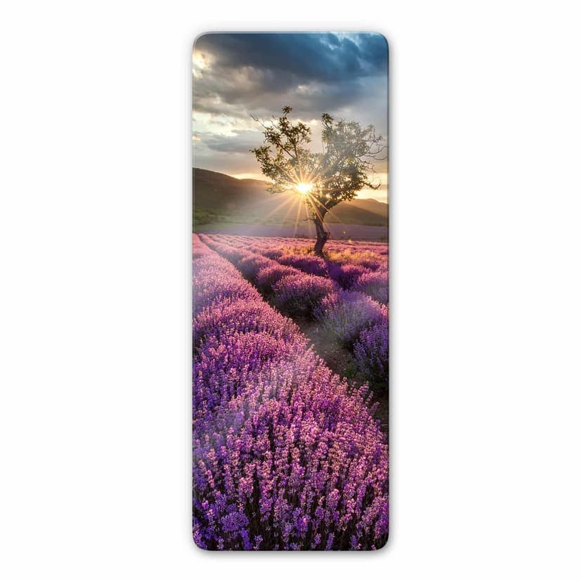 Fiori di lavanda in Provenza - panoramica 02