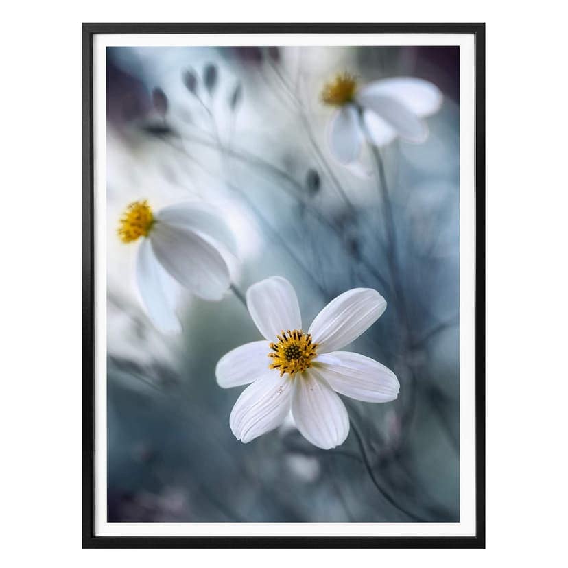 Poster Disher - Fiore bianco