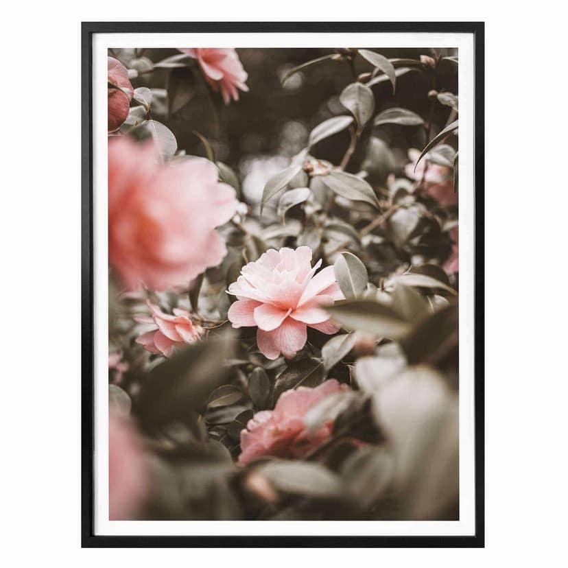 Poster Annie - Rose