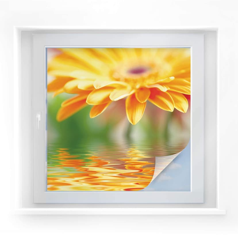 Pellicola adesiva per vetri - riflesso di gerbera (quadrato)