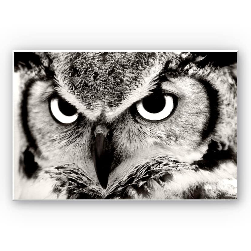 Stampa su Forex - Gufo fiero