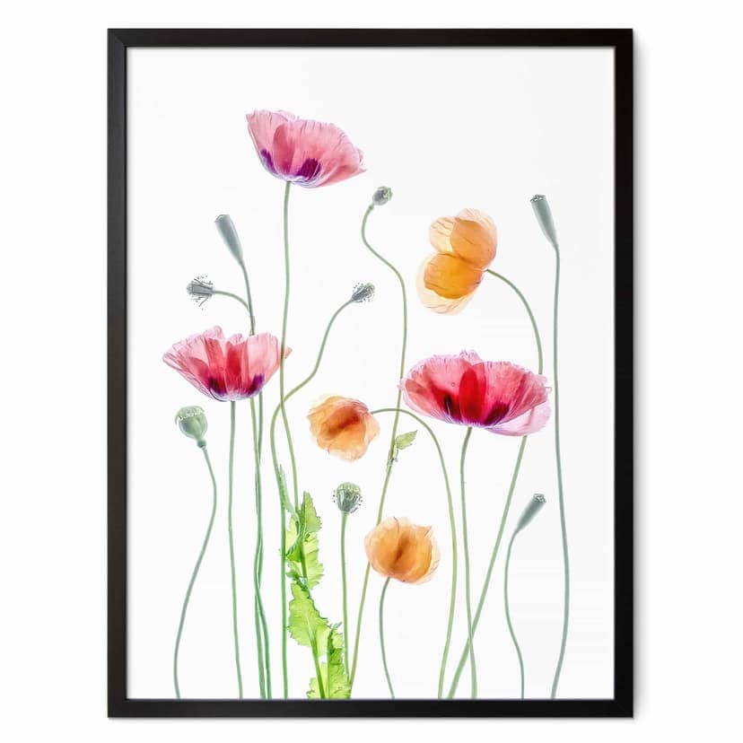 Poster Disher - Colourful Poppies