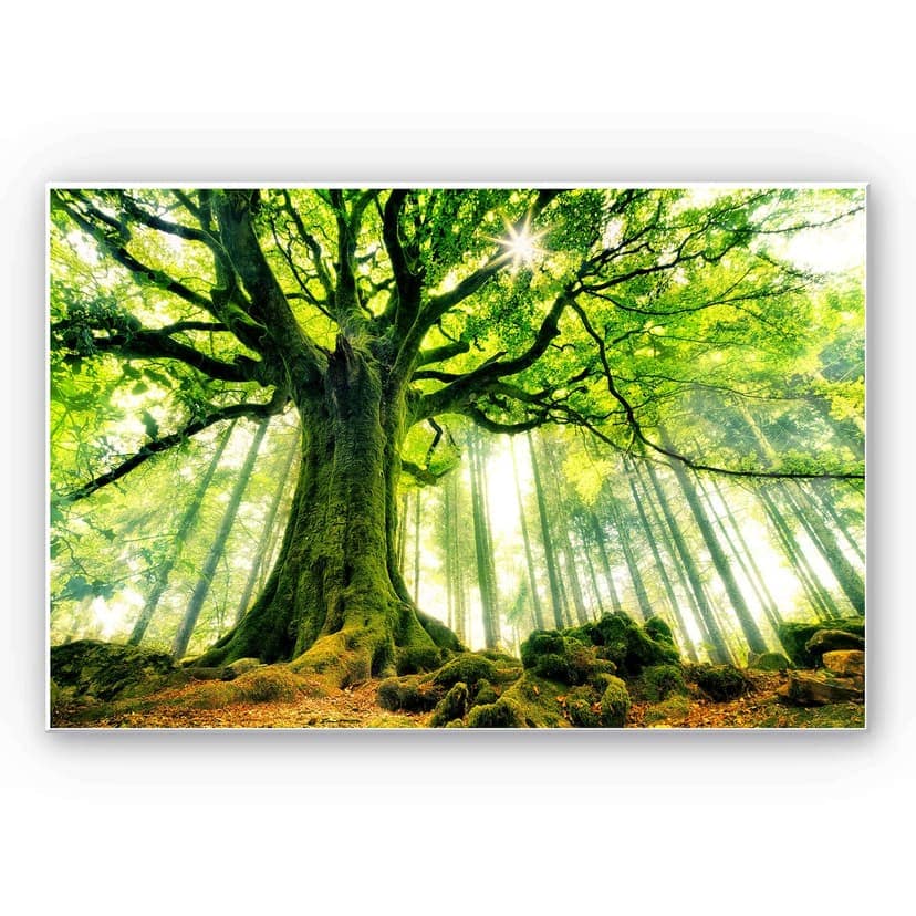 Stampa su Forex Kiciak - Il bosco delle fiabe