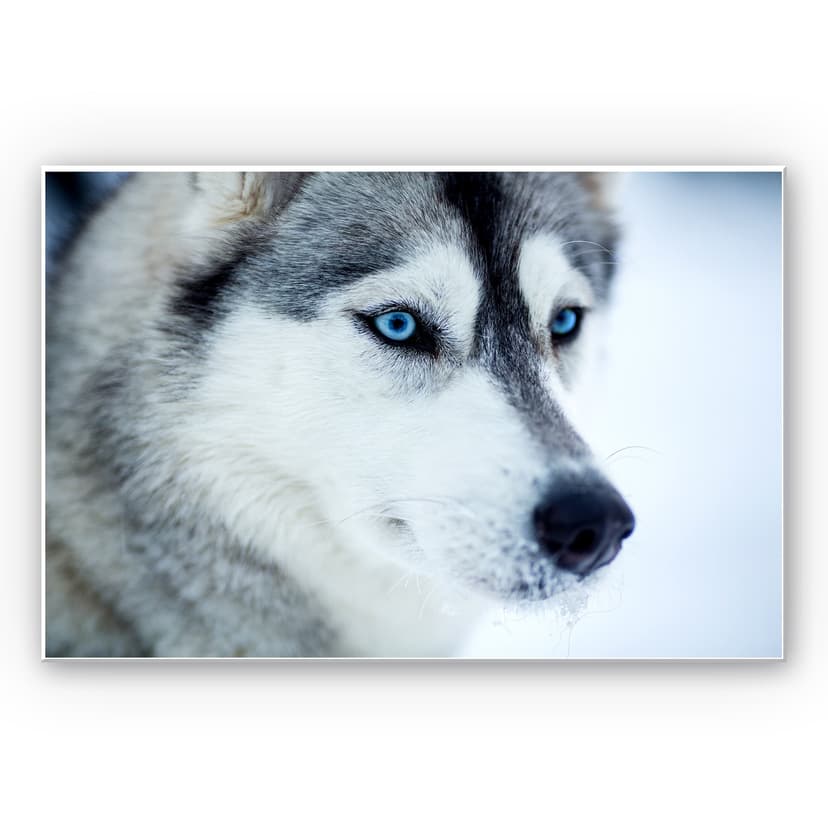 Stampa su Forex - Occhi azzurro ghiaccio