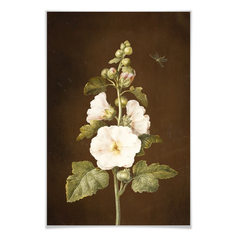 Poster Dietzsch - Malvarosa
