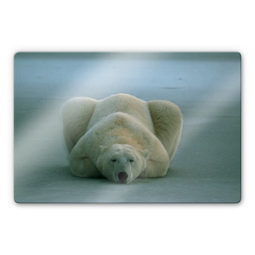 Stampa su vetro - National Geographic - orso bianco che dorme