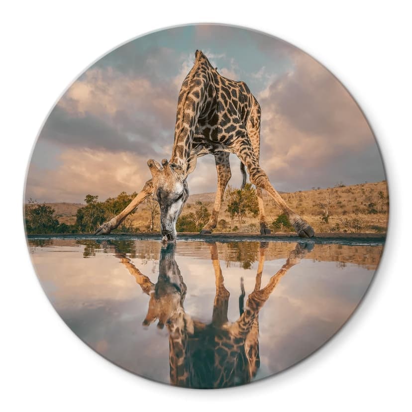 Immagine di vetro Riflesso di una giraffa nella natura - Amtmann - Rotondo