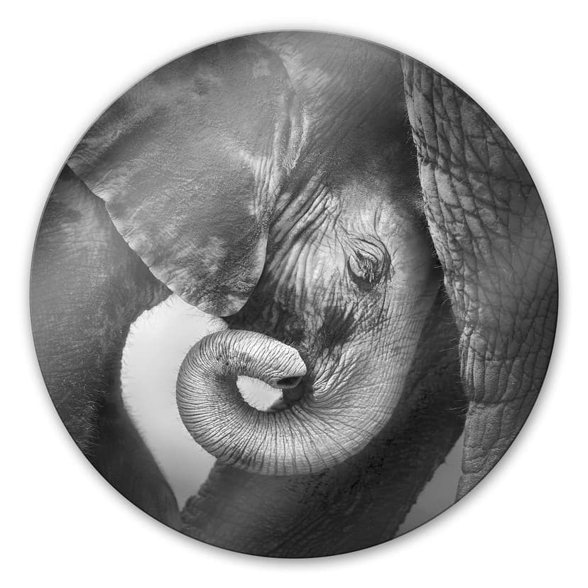Il cucciolo di elefante - tondo