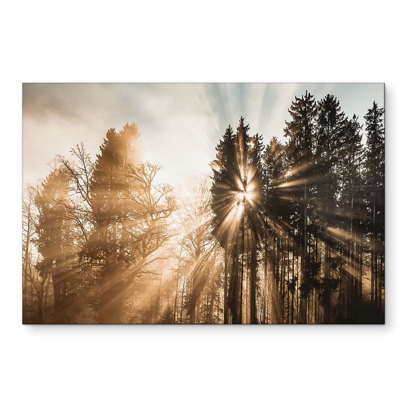 Stampe per pareti Raggi di luce nella foresta - Eisenmann - Alu-Dibond