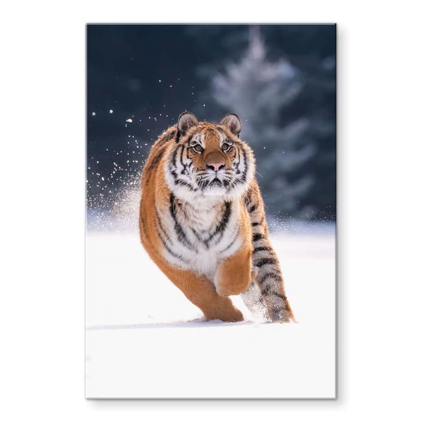 Stampa su vetro acrilico tigre siberiana nella neve - van Duijn