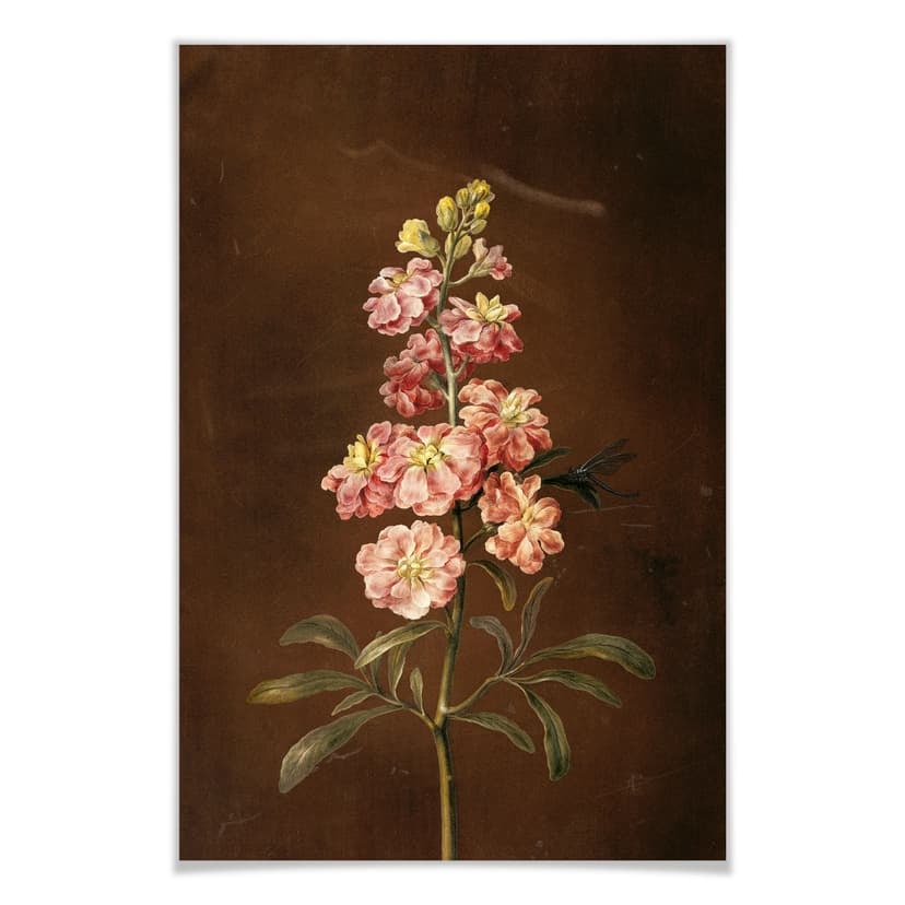 Poster Dietzsch - Una violaciocca rosa da giardino