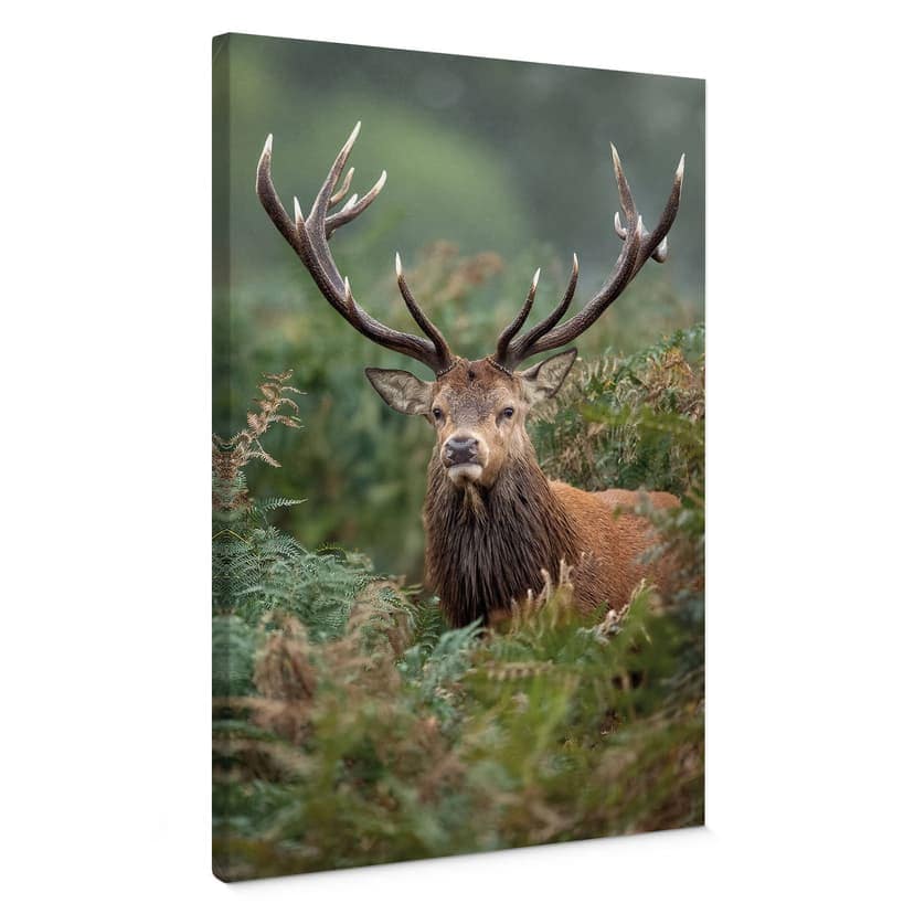 Stampe su tela Cervo rosso - Guardiano della foresta - van Duijn