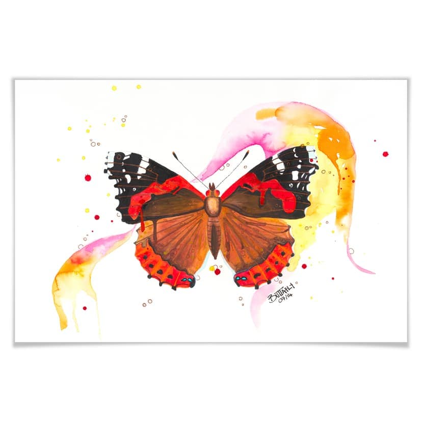 Poster Buttafly - Vanessa atalanta