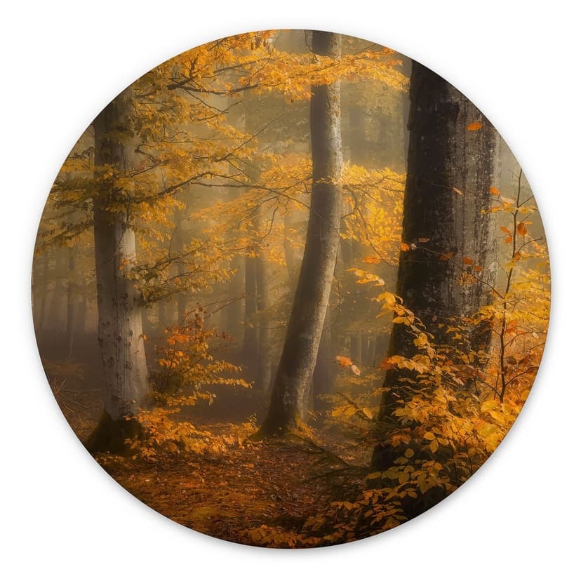 Stampe per pareti Foglie d'oro in una foresta nebbiosa - Maier - Alu-Dibond Round