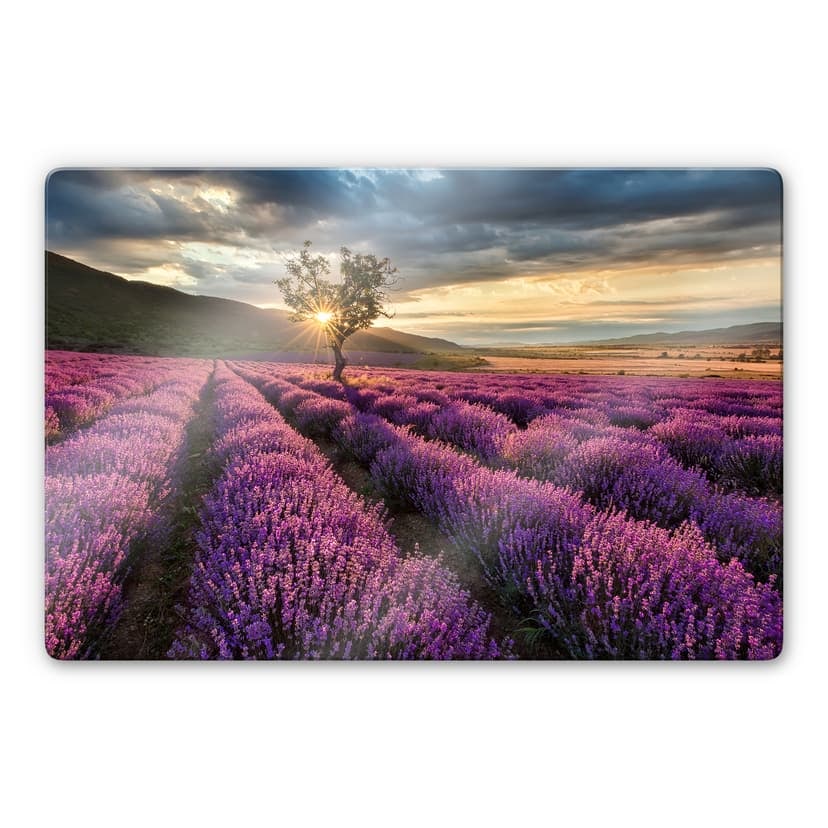 Fiori di lavanda in Provenza