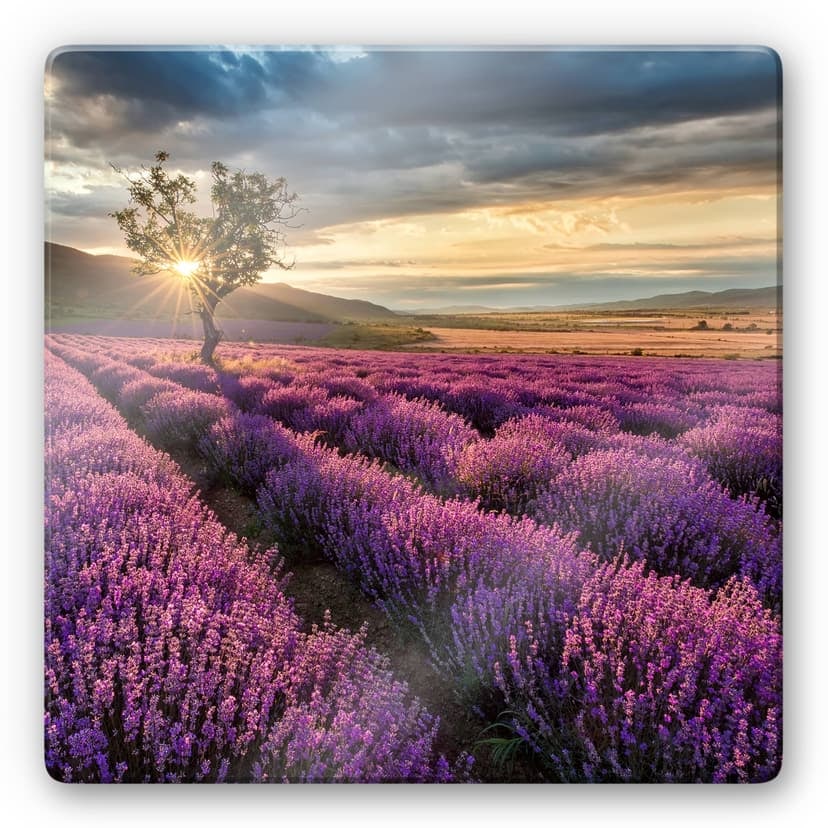 Fiori di lavanda in Provenza - quadrato