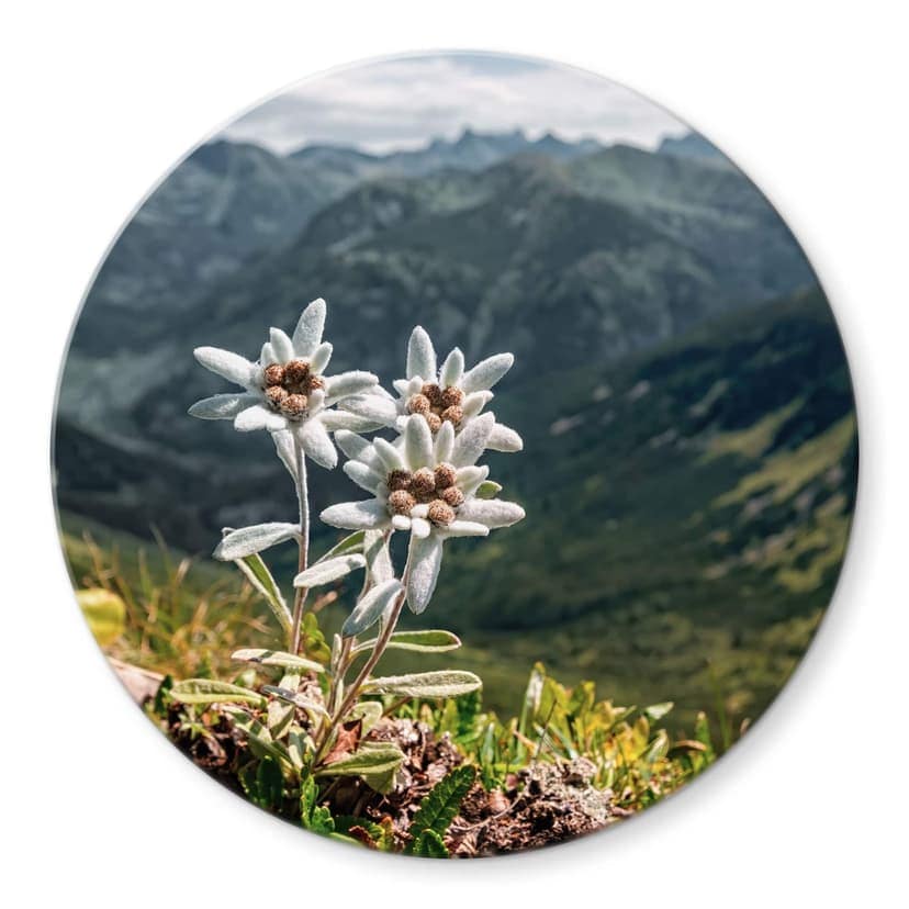 Stampa su vetro Stella alpina bianca in montagna