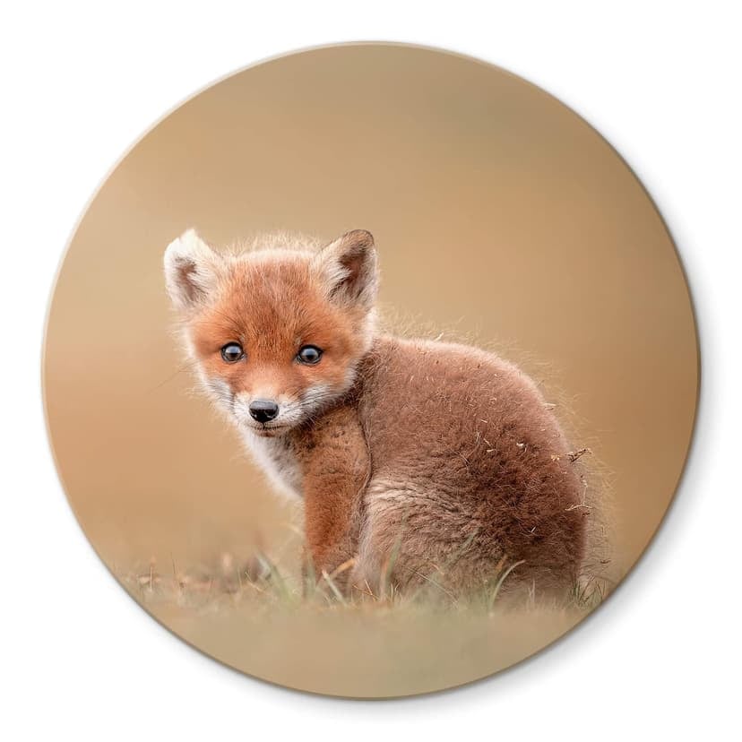 Stampa su vetro van Duijn - Baby fox