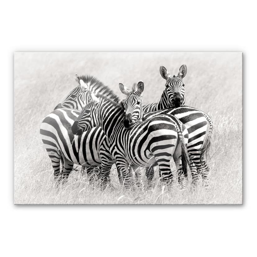 Stampa su vetro acrilico Trubitsyn - Zebre nella savana