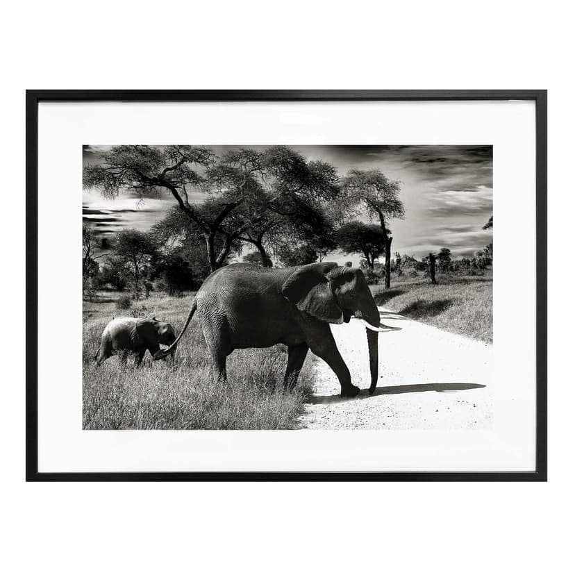 Poster – Cucciolo di elefante
