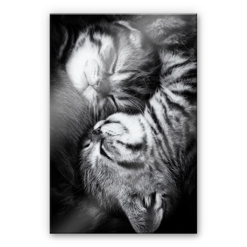 Stampa su vetro acrilico Jancova - dolci gattini