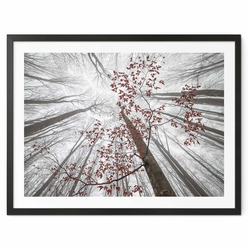 Poster Cime di alberi con foglie rosse - Coman